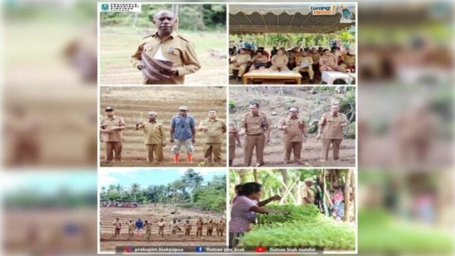 
Suasana penanaman cabai di Biak Utara.Sumber: pro.biakkab.go.id