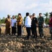 Presiden RI Joko Widodo (Jokowi) meninjau lumbung pangan atau food estate dalam kunjungan kerjanya di Kabupaten Keerom, Provinsi Papua, pada Selasa (21/03/2023).Foto: Setkab.go.id