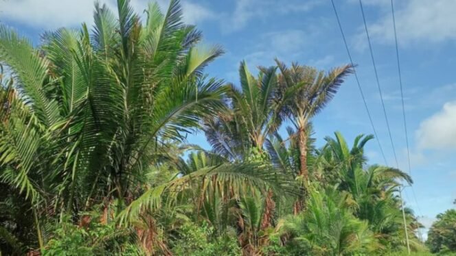 
Pohon Sagu di Kampung Iwaka, Kabupaten Mimika.Foto: Sasagupapua.com