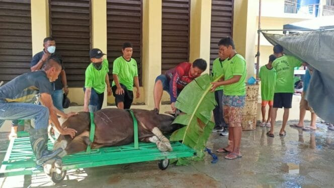 
Suasana pemotongan hewan kurban di Masjid Miftahul HudaFoto: Kristin Rejang - Sasagupapua.com