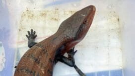 Salah satu reptil yang akan diterbangkan ke pulau Jawa.Foto: Humas Karantina Pertanian Timika.