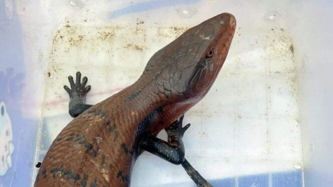 
Salah satu reptil yang akan diterbangkan ke pulau Jawa.Foto: Humas Karantina Pertanian Timika.