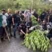 Kepolisian saat menemukan tanaman ganja di Kampung Dewene, Distrik Bugi-Wollo.Foto: Humas Polres Jayawijaya