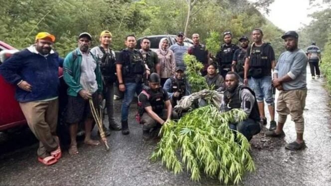 
Kepolisian saat menemukan tanaman ganja di Kampung Dewene, Distrik Bugi-Wollo.Foto: Humas Polres Jayawijaya