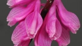 Dendrobium baeuerlenii.Foto: Andre Schuiteman