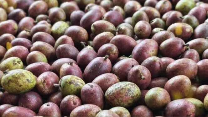 
Buah Matoa. Foto: Istimewa