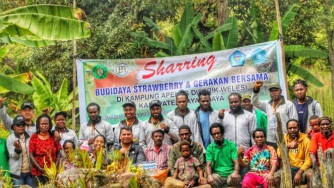 
Suasana foto bersama dalam kegiatan penanaman strawberryFoto: Istimewa For Sasagupapua.com