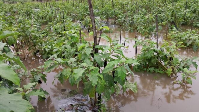 
Lahan terong milik salah satu warga SP6 yang terendam banjir. Foto: Istimewa 