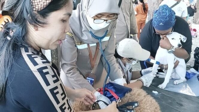 
Proses pengambilan sampel rabies dr karantina tahun 2023 lalu. (Foto: Istimewa DLP)