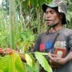Berkat Murib saat merawat kebun Kopi miliknya di Kampung Mulia Kencana, SP7 Iwaka. (Foto: Edwin Rumanasen)