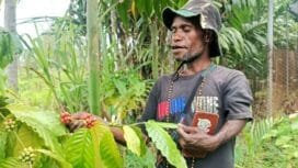 Berkat Murib saat merawat kebun Kopi miliknya di Kampung Mulia Kencana, SP7 Iwaka. (Foto: Edwin Rumanasen)
