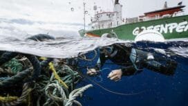 Foto: Greenpeace