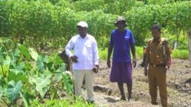 Elinus bersama lurah Kamoro Jaya ketika mengunjungi kelompok Kamoro Bertani di lokasi perkebunan.(Foto: Edwin Rumanasen)