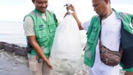 Sebanyak 10.000 anakan ikan barramundi
didatangkan dari Buleleng Bali, dan telah
melalui proses pemeriksaan Karantina
Kesehatan sebelum dilepas di perarian
Pesisir Selatan Mimika. (Foto: Corpcom Freeport)