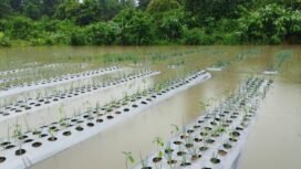 Lahan warga yang terendam banjir di Sp6. (Foto: Istimewa)