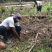 Warga bersama WALHI Papua tanam kelapa sebagai bentuk perlawanan terhadap perluasan hutan sawit di Grime Nawa. (Foto: Dok WALHI Papua)
