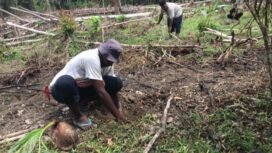 Warga bersama WALHI Papua tanam kelapa sebagai bentuk perlawanan terhadap perluasan hutan sawit di Grime Nawa. (Foto: Dok WALHI Papua)