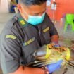 Petugas Karantina Papua Tengah memegang seekor kepiting yang diperiksa untuk dikirim ke Singapura. (Foto: Humas Karantina Timika) 