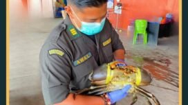 Petugas Karantina Papua Tengah memegang seekor kepiting yang diperiksa untuk dikirim ke Singapura. (Foto: Humas Karantina Timika) 