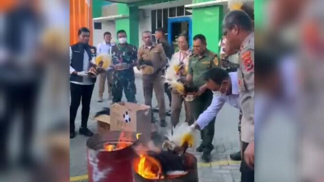 
Capture video saat BBKSDA dan tim gabungan memusnahkan satwa offset. 