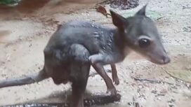 Kanguru Hutan yang ditemukan di pinggir sungai. (Foto: Istimewa)