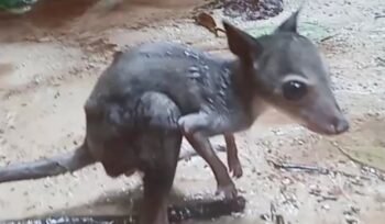 Kanguru Hutan yang ditemukan di pinggir sungai. (Foto: Istimewa)