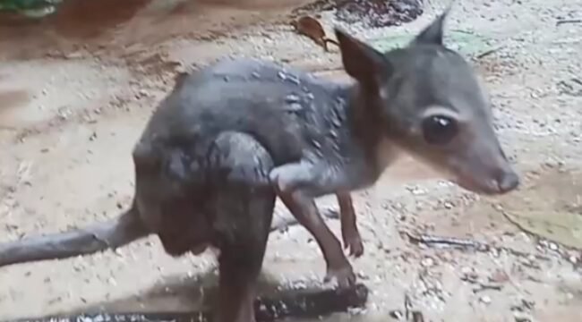 Kanguru Hutan yang ditemukan di pinggir sungai. (Foto: Istimewa)