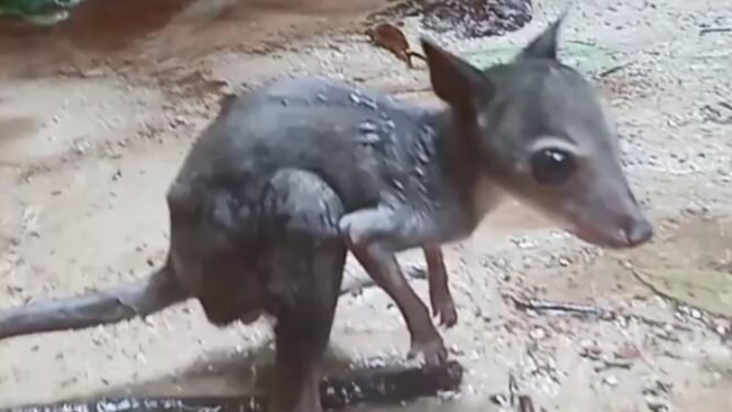 
Kanguru Hutan yang ditemukan di pinggir sungai. (Foto: Istimewa)