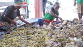 Suasana Bakar Batu di Gereja Kemah Injil Indonesia (GKII) Jemaat Bukit Sion Portanigra, Kamis (25/12/2025). Foto: Kristin Rejang/Sasagupapua.com 