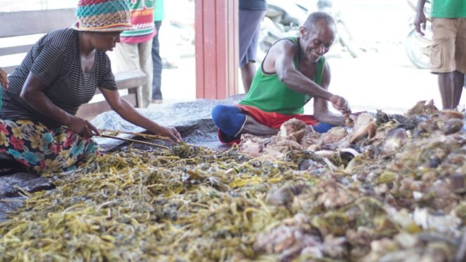 
Suasana Bakar Batu di Gereja Kemah Injil Indonesia (GKII) Jemaat Bukit Sion Portanigra, Kamis (25/12/2025). Foto: Kristin Rejang/Sasagupapua.com 