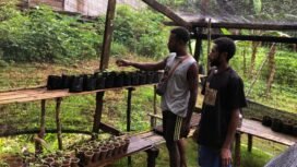 Anak muda yang tergabung dalam Pemuda Adat Knanmlas mulai membuktikan bahwa kedaulatan pangan. (Foto: Ewil Woloin)