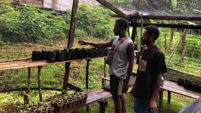 
Anak muda yang tergabung dalam Pemuda Adat Knanmlas mulai membuktikan bahwa kedaulatan pangan. (Foto: Ewil Woloin)