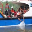 Vice President Environmental PTFI
Gesang Setyadi (kiri, bertopi) melakukan
pelepasan
simbolis
10.000
ikan
baramundi di Muara Tipuka, Distrik
Mimika Timur, Kabupaten Mimika papua
Tengah pada Kamis, 28 Mei 2026.
(Foto: Corcom Freeport Indonesia)