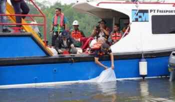 Vice President Environmental PTFI
Gesang Setyadi (kiri, bertopi) melakukan
pelepasan
simbolis
10.000
ikan
baramundi di Muara Tipuka, Distrik
Mimika Timur, Kabupaten Mimika papua
Tengah pada Kamis, 28 Mei 2026.
(Foto: Corcom Freeport Indonesia) 