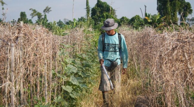 Putra (26) saat menyiram tanamannya yang  tampak kering. (Foto: Edwin Rumanasen/sasagupapua.com)