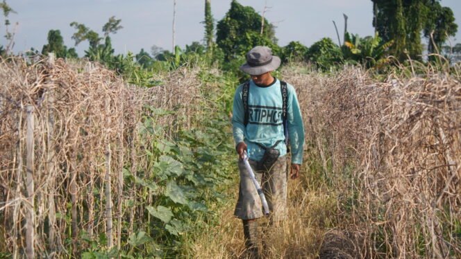 
Putra (26) saat menyiram tanamannya yang  tampak kering. (Foto: Edwin Rumanasen/sasagupapua.com)