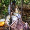 Seorang perempuan Knasaimos saat sedang meramu sagu. (Foto: Ewil M Woloin)