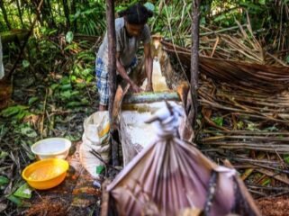 Seorang perempuan Knasaimos saat sedang meramu sagu. (Foto: Ewil M Woloin)