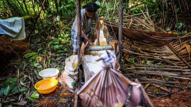 Seorang perempuan Knasaimos saat sedang meramu sagu. (Foto: Ewil M Woloin)