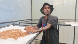 Berkat Murib, salah satu petani Kopi Robusta asal Puncak, (Foto: Edwin Rumanasen)