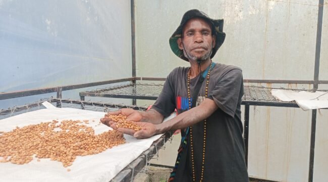Berkat Murib, salah satu petani Kopi Robusta asal Puncak, (Foto: Edwin Rumanasen)