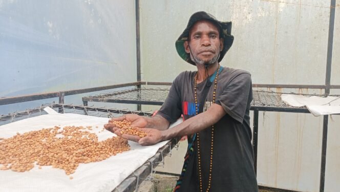
Berkat Murib, salah satu petani Kopi Robusta asal Puncak, (Foto: Edwin Rumanasen)