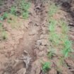 Kemarau panjang, sayuran petani lokal gagal panen. (Foto: Ewil Woloin)