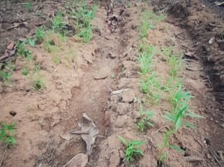 Kemarau panjang, sayuran petani lokal gagal panen. (Foto: Ewil Woloin)