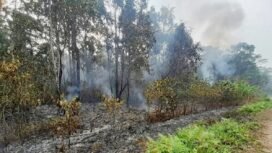 Kebakaran Hutan di jalan poros Srer – Saifi, Teminabuan, Sorsel. (Foto:Ewil Woloin)