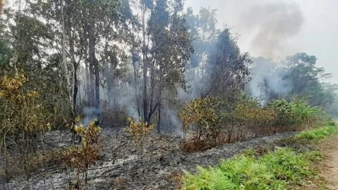 
Kebakaran Hutan di jalan poros Srer – Saifi, Teminabuan, Sorsel. (Foto:Ewil Woloin)