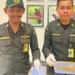 Petugas Karantina Papua Tengah saat menunjukan ular Death Adder yang akan diselundupkan. (Foto: Humas Karantina Papua Tengah)