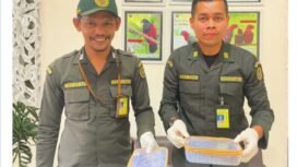 Petugas Karantina Papua Tengah saat menunjukan ular Death Adder yang akan diselundupkan. (Foto: Humas Karantina Papua Tengah)