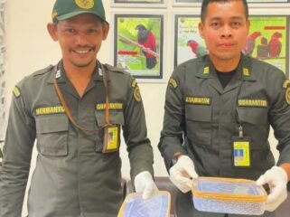 Petugas Karantina Papua Tengah saat menunjukan ular Death Adder yang akan diselundupkan. (Foto: Humas Karantina Papua Tengah)