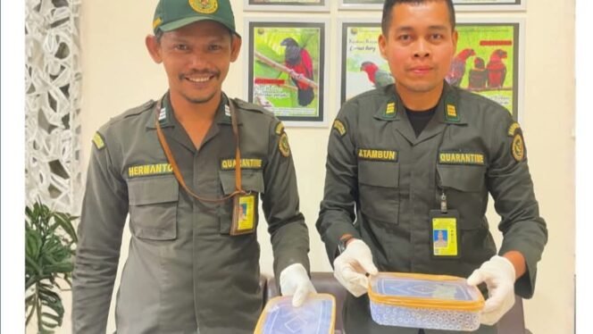
Petugas Karantina Papua Tengah saat menunjukan ular Death Adder yang akan diselundupkan. (Foto: Humas Karantina Papua Tengah)